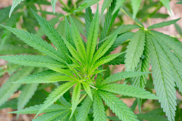 cannabis leaf