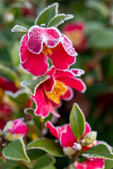 frozen camellia flowers