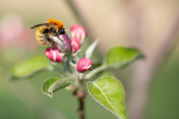 bumblebee pollinating apple blossoms
