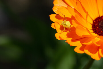 crab spider on calendula flower