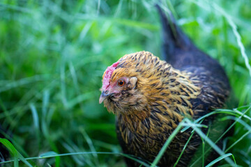 portrait of a chicken