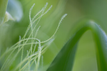 detail of the corn flower