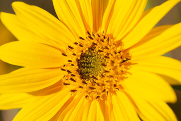 yellow sunflower flower macro