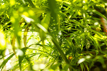 Wild cannabis plants, illuminated by sunlight. Hemp plant, organic. Medical marihuana products. Dark background with marijuana leaves. Shallow depth of field. Selective focus.