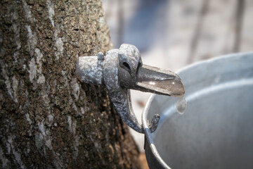 Maple syrup producers.  Maple sap flow takes place during the months of March and April. 
