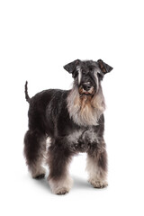 Studio shot of a black and white mini schnauzer