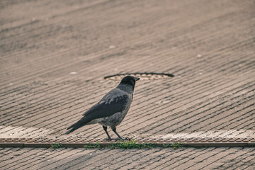 Crow on promenade