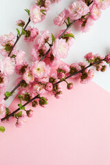 Obraz premium greeting card mockup. blossoming sakura branch. congratulation. invitation