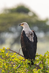 portrait of an African Sea Eagle
