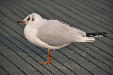 Seagull on promenade