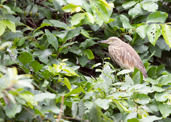 Pond Heron on a tree