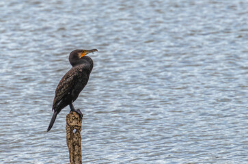 A Cormorant resting in a lake