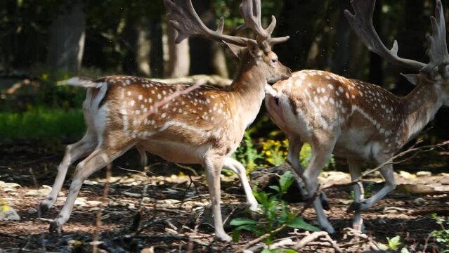 Fallow deer in natural environment. Vision Park in Auberive region, France. Slow motion