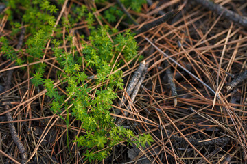 Fresh green grass among dry pine needles in coniferous forest, close up soft focused shot