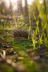 Soft focused close up vertical shot of beautiful pine cone among dry pine needles and green grass in coniferous forest in sunrays light