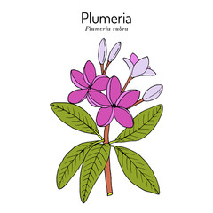 Plumeria, or frangipani Plumeria rubra , medicinal plant.