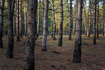 Soft focused close up shot of pine trees in coniferous forest by sunset light, ground covered with dry pine needles.