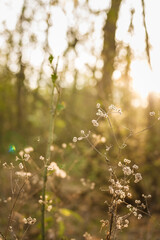Soft focused vertical close up shot of forest plant in beautiful sunset rays light on blurry natural background