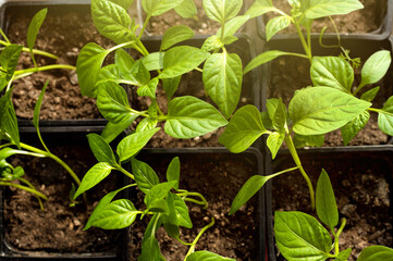 Seedlings of tomatoes and peppers growing in a greenhouse in special boxes. Seedling close-up