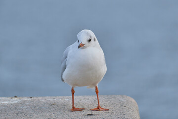 Seagull
