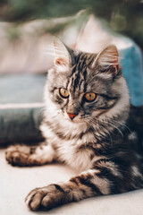 A beautiful Maine Coon portrait close up. Adorable striped maine-coon cat face. Fluffy domestic pet