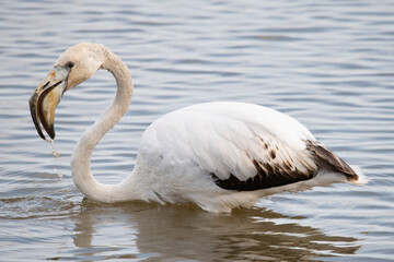 Phoenicopterus roseus