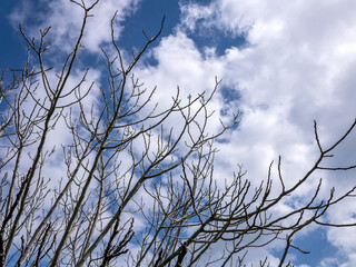 Naked fig tree branches in front of blue sky with white clouds