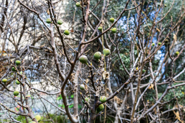 Green figs growing on fig tree with no leaves in the springtime