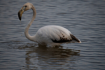 Phoenicopterus roseus