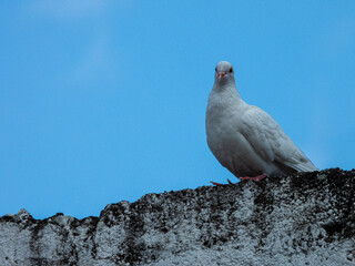 paloma blanca en la terraza de una vivienda