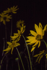 small sunflower at night (Helianthus tuberosus, topinambur)