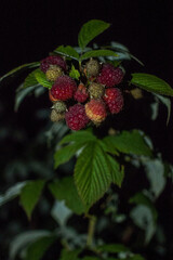 raspberries in the garden