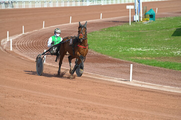 course de chevaux en trot attelé