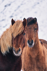 Obraz premium Icelandic horses