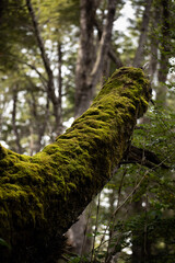 Fototapeta premium lichens in the tree