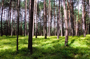 Fototapeta premium Trees in the forest