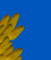 Yellow tulips on blue background copy space, greeting card, postcard, banner, cover, mockup, for your design