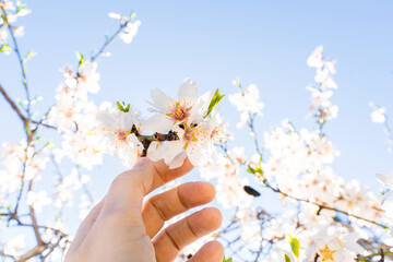 High angle view of hand touching blossom almond trees leaves in springtime. Horizontal view of...