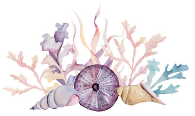  Watercolor arrangement made from seaweeds, seashells and sea urchin. Hand drawn Illustration bouquet