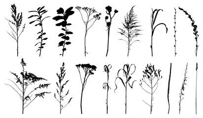 Weeds, wild plants in field and forest, set of silhouette. Vector illustration © nosyrevy