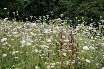 the umbels of wild carrots in a meadow