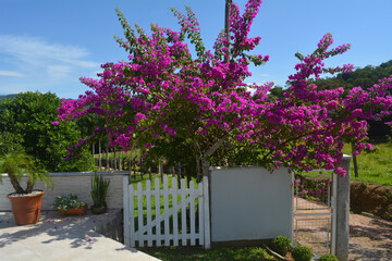 White gate with beautiful flowers and blue sky in the background