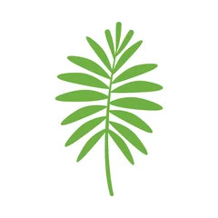 Foto auf Alu-Dibond Monstera simple leaves, leaf graphic green color