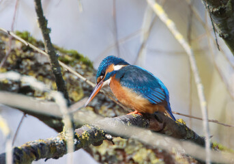 A Common Kingfisher (alcedo atthis) in the Reed, Heilbronn, Germany