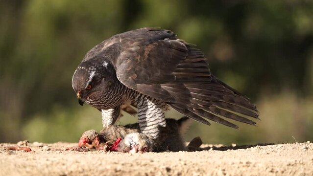 Northern goshawk (Accipiter gentilis) eating a rabbit.