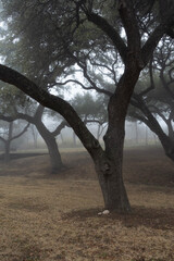 Obraz premium tree in the desert