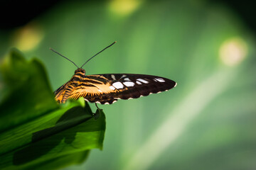 Macro view of orange butterfly body. Parthenos Sylvia. Konya Tropical Butterfly Valley, Turkey