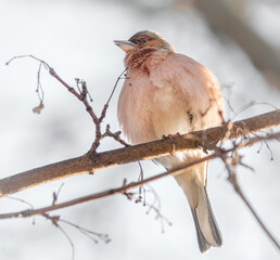 Buchfink im Baum