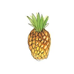 watercolor drawing pineapple on a white background.