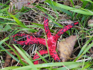 seta conocida con el nombre de brazos del demonio, cin brazos, color rojo moteado de negro, muy venenosa, otoño, la coruña, españa, europa